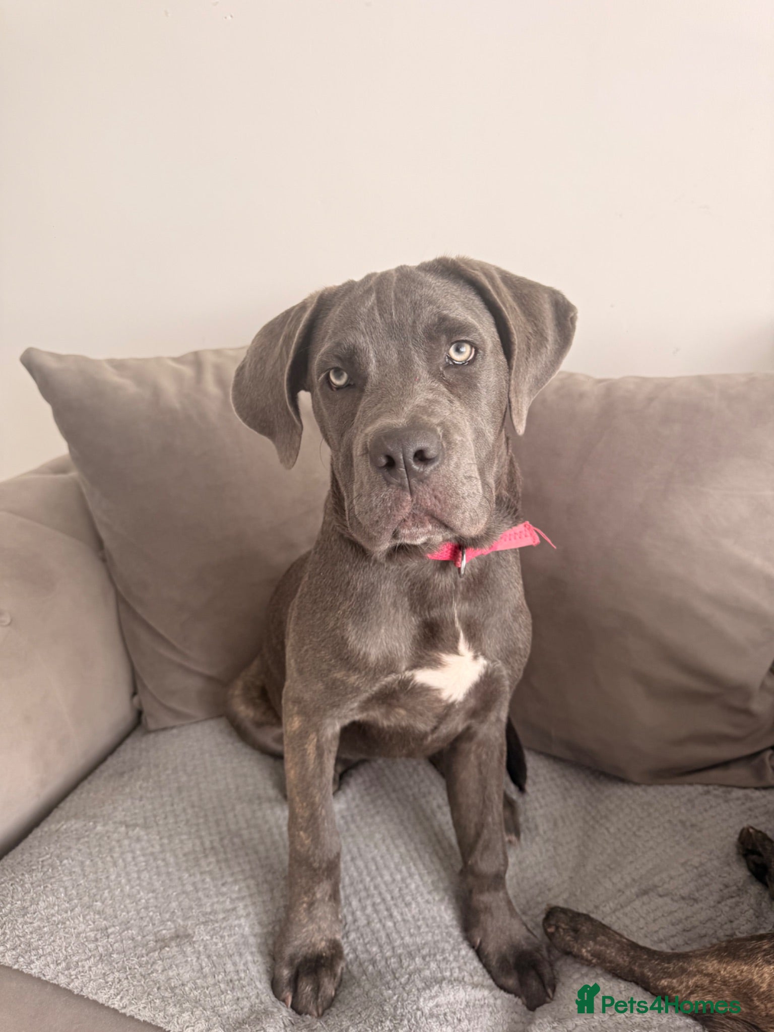 Cane Corso dogs This is Zola cane corso  - Advert 1