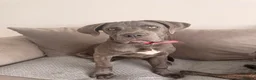 Cane Corso dogs for sale: This is Zola cane corso  in Sunderland - Advert 1