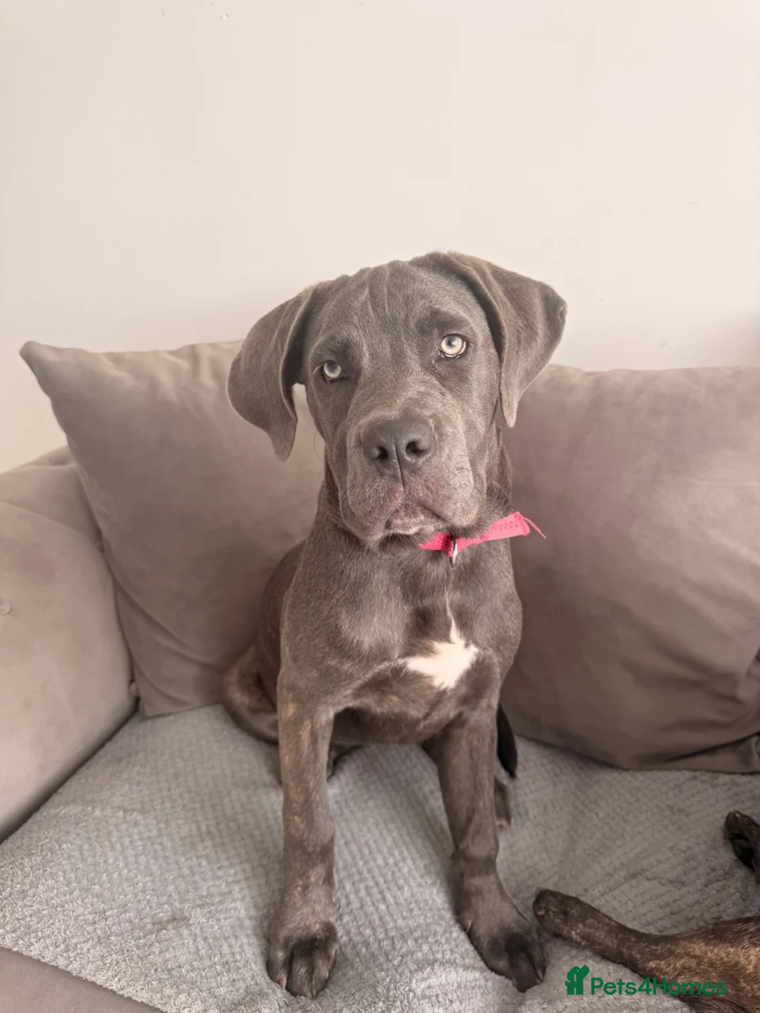 Cane Corso dogs for sale: This is Zola cane corso  in Sunderland - Advert 1