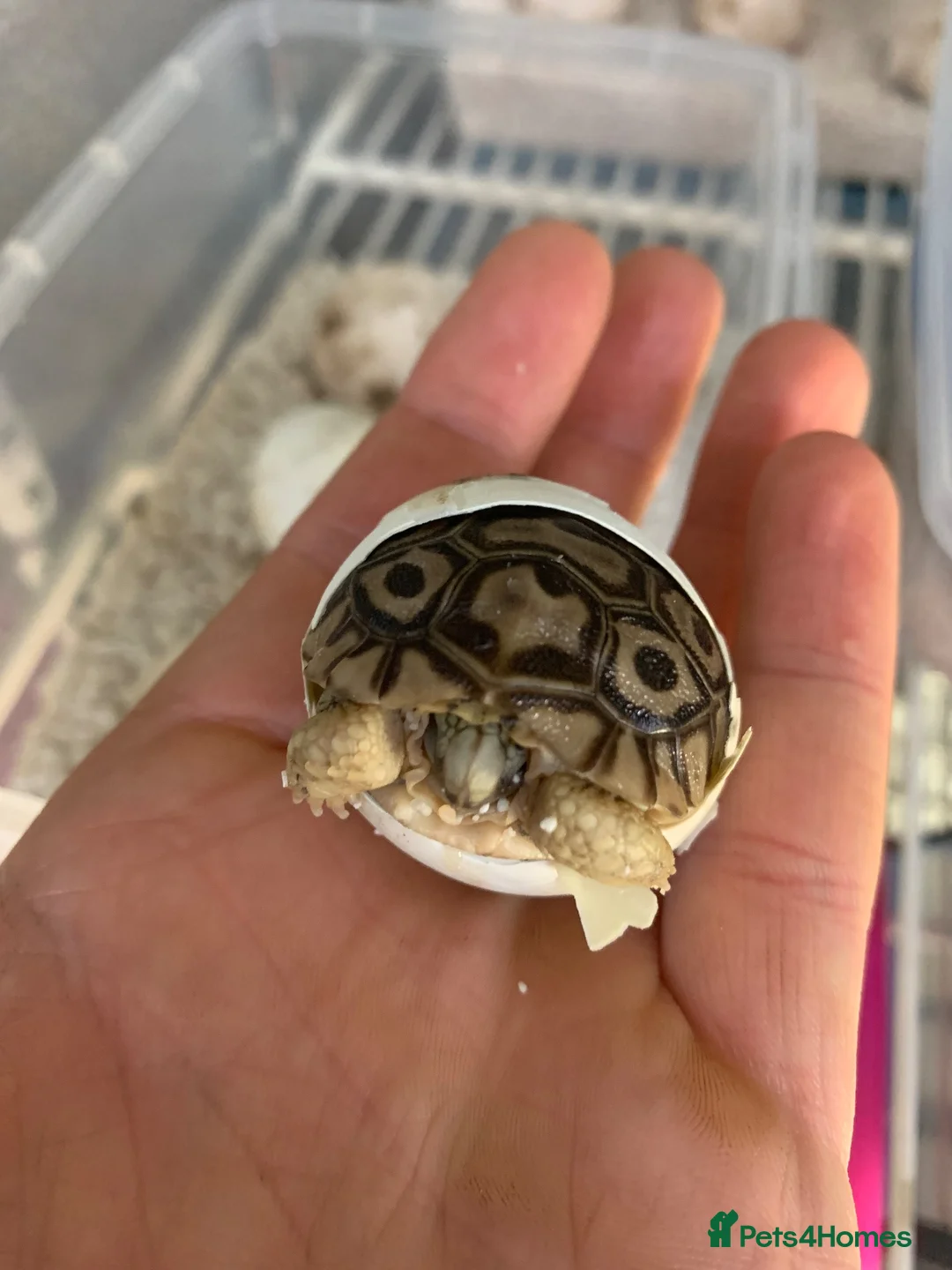 Tortoise reptiles for sale: BABY LEOPARD TORTOISES in Preston - Advert 2