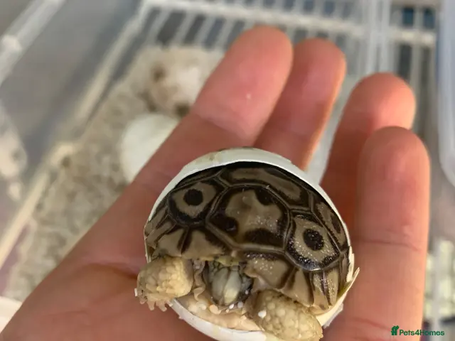 Tortoise reptiles for sale: BABY LEOPARD TORTOISES - Advert 2