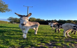 Donkey livestock for sale: Grey gelding donkey 16years old - Image 4