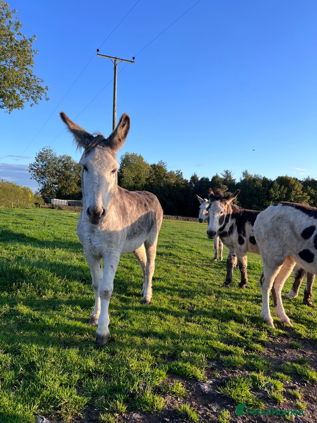 Donkey livestock for sale: Grey gelding donkey 16years old - Image 4
