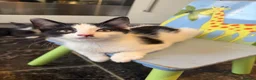 Mixed Breed cats for sale: Little kittens 10 weeks old - Advert 9