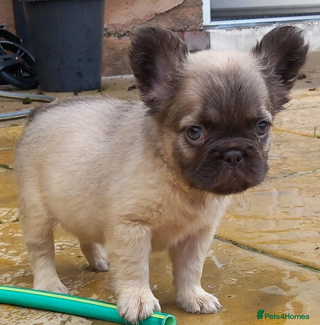 French Bulldog dogs for stud: New shade fluffy merle  in Sheffield - Image 28
