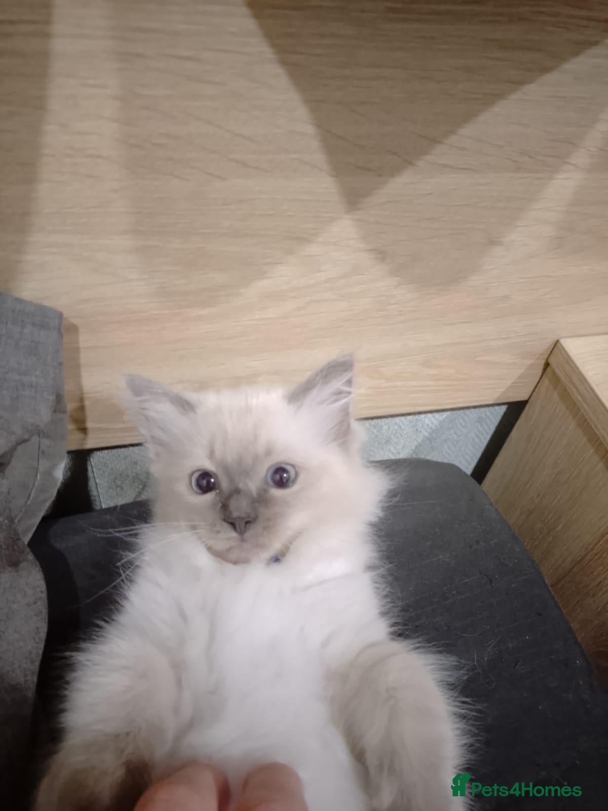 Ragdoll cats 4 Ragdoll kittens from a loving home  - Advert 2