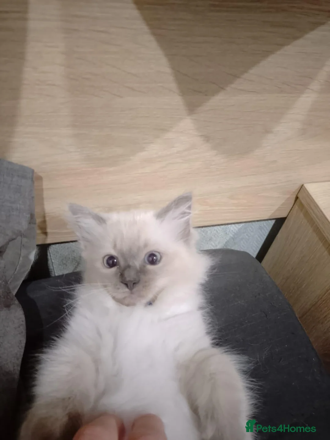 Ragdoll cats for sale: 4 Ragdoll kittens from a loving home  - Advert 2