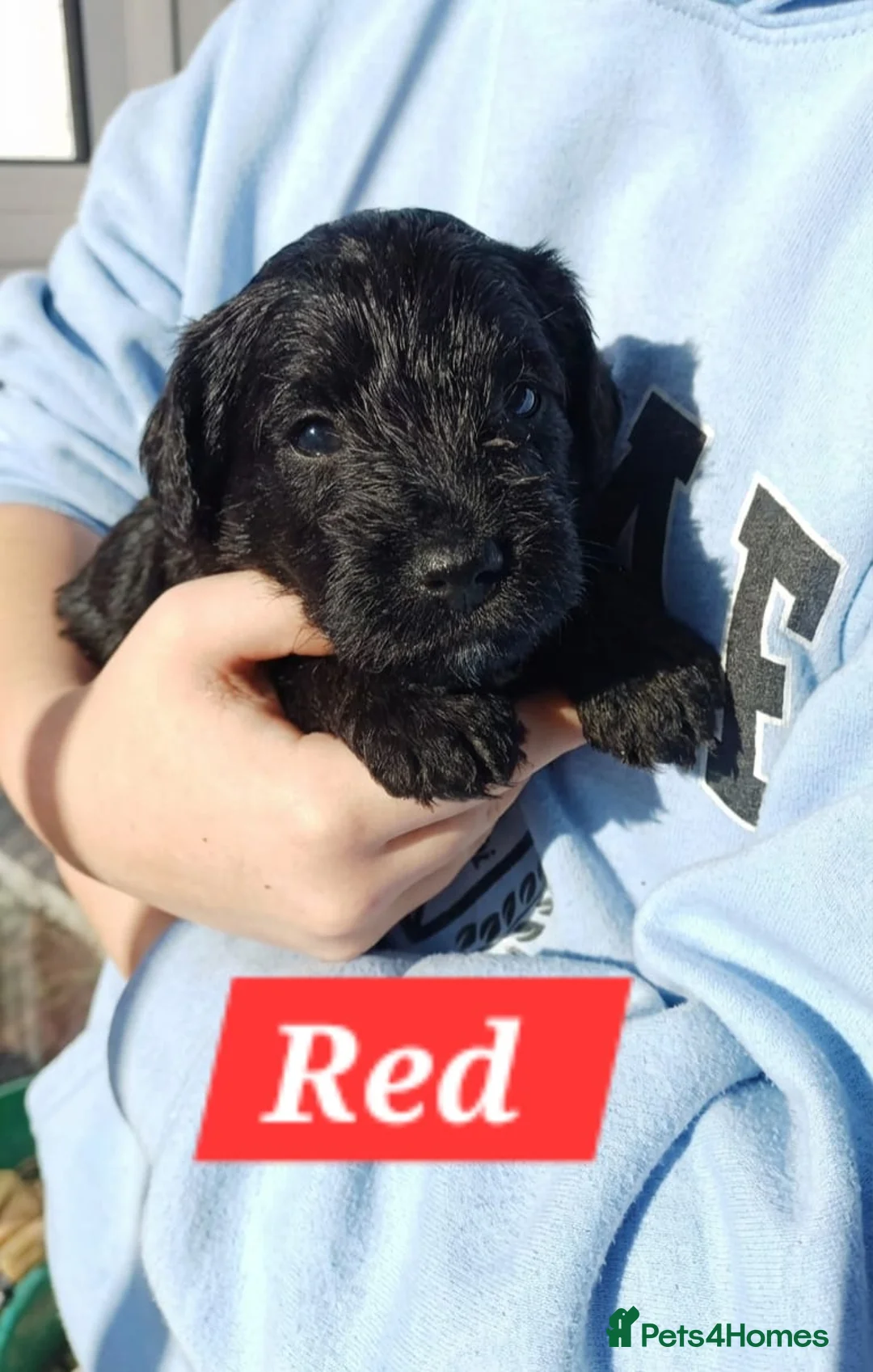 Schnoodle dogs for sale: Mini Schnoodle puppies - Advert 12