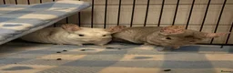 Chinchilla rodents for sale: Male Baby White Mosaic Chinchilla  in Bristol - Advert 3
