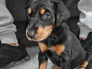 Dobermann dogs Top quality Doberman puppies - Advert 3