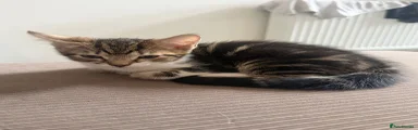 Male 1 