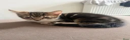 Mixed Breed cats for sale: Mixed Breed Kittens  - Advert 2