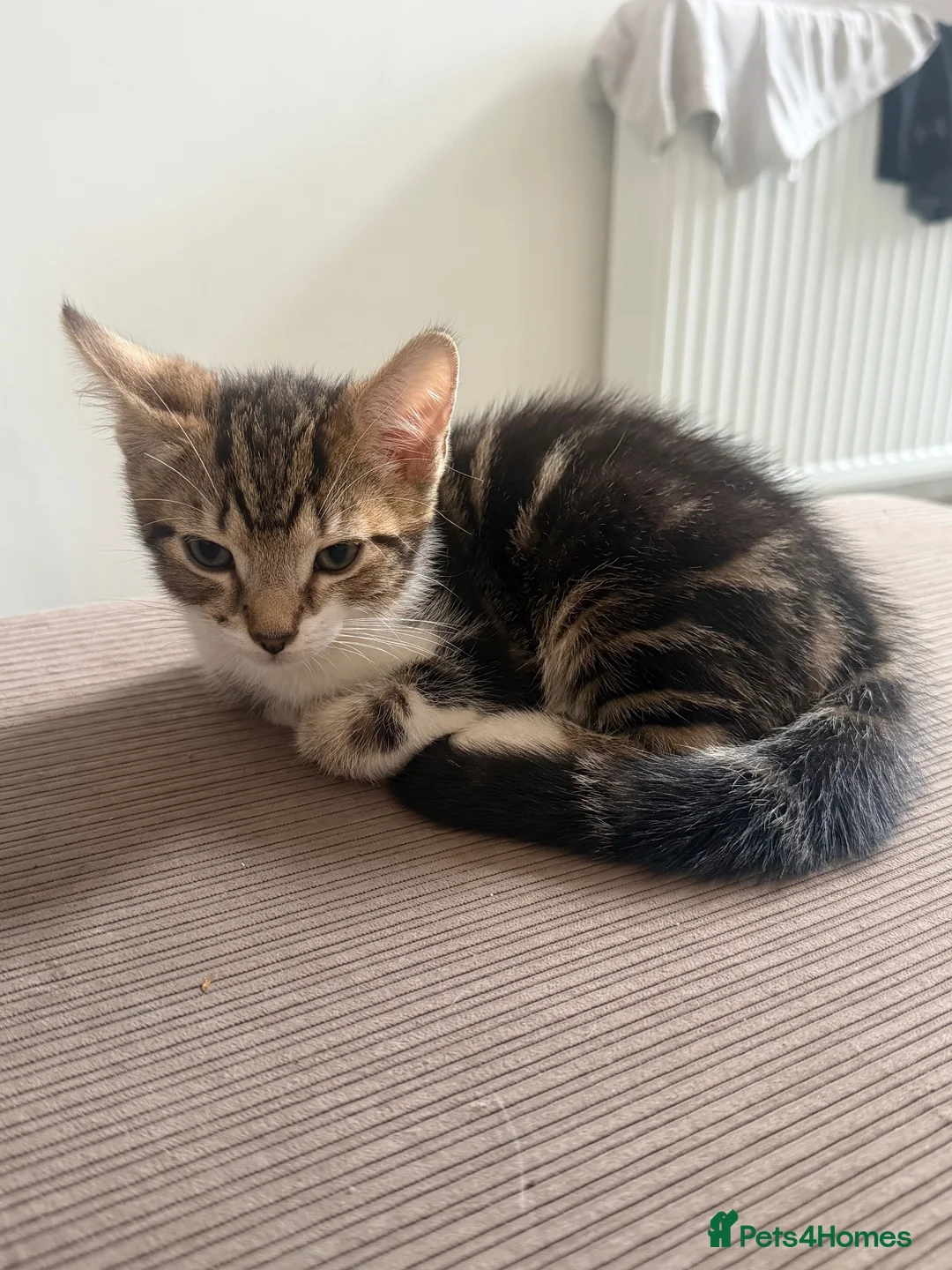 Mixed Breed cats for sale: Mixed Breed Kittens  - Advert 2