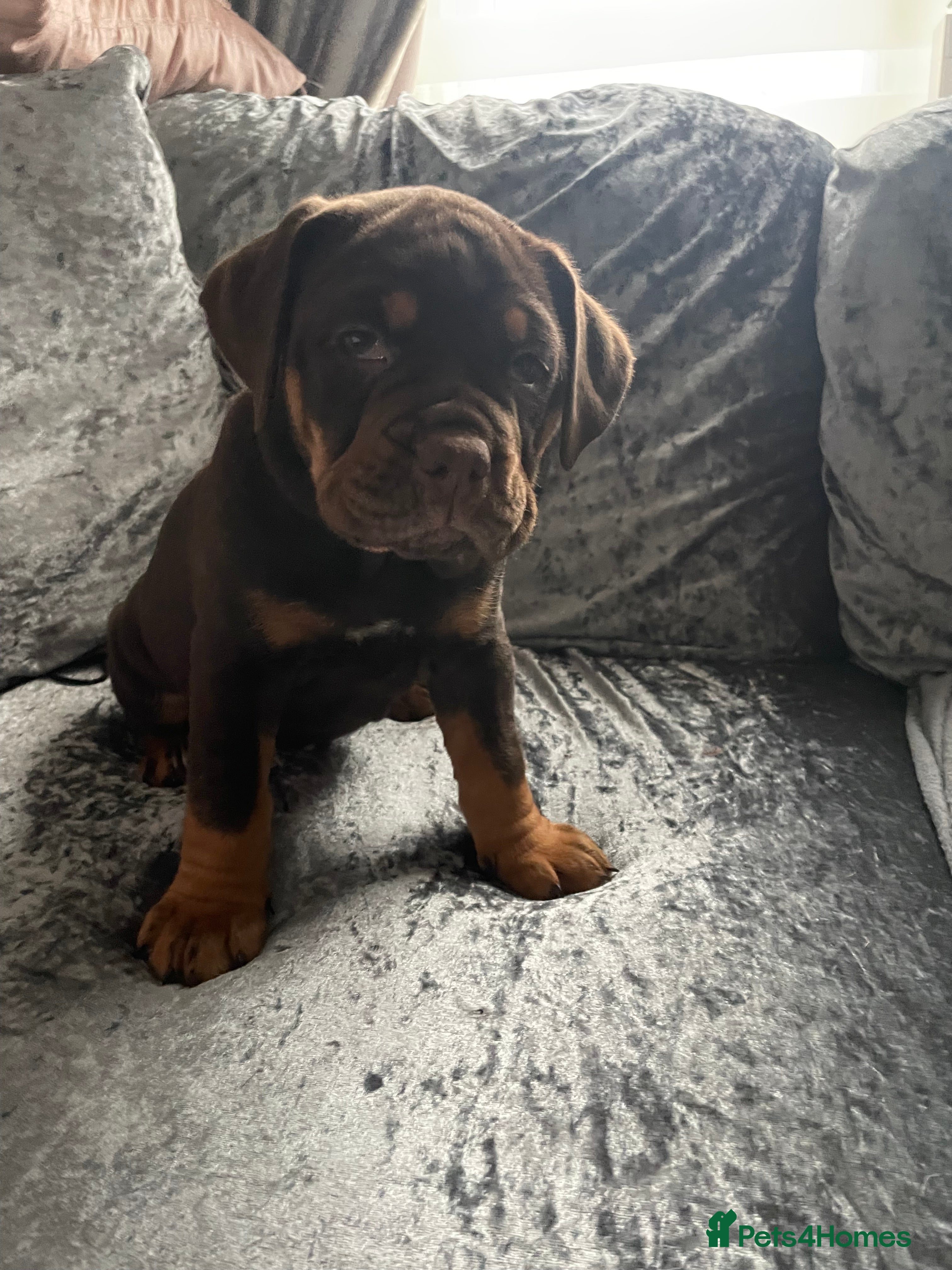 Olde English Bulldogge dogs NEBBR registered Olde English bulldogge puppies - Advert 2