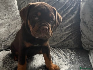 Olde English Bulldogge dogs NEBBR registered Olde English bulldogge puppies - Advert 3