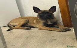 Belgian Shepherd Dog dogs for sale: Belgian malinois puppies  - Image 1