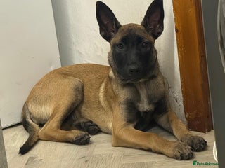 Belgian Shepherd Dog dogs - Advert 3