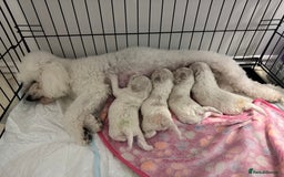 Bichon Frise dogs for sale: 🐶 Pure Bichon Frise Puppies for Sale! 🐶 - Image 11