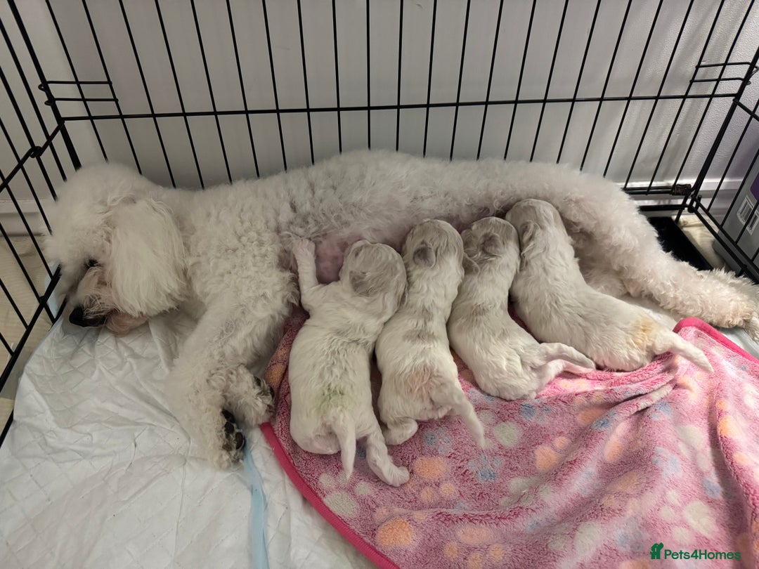 Bichon Frise dogs for sale: 🐶 Pure Bichon Frise Puppies for Sale! 🐶 - Image 11