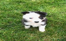 Border Collie dogs for sale: Adorable border collie pups - Image 1