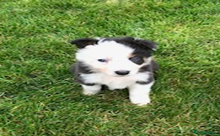 Border Collie dogs - Advert 4