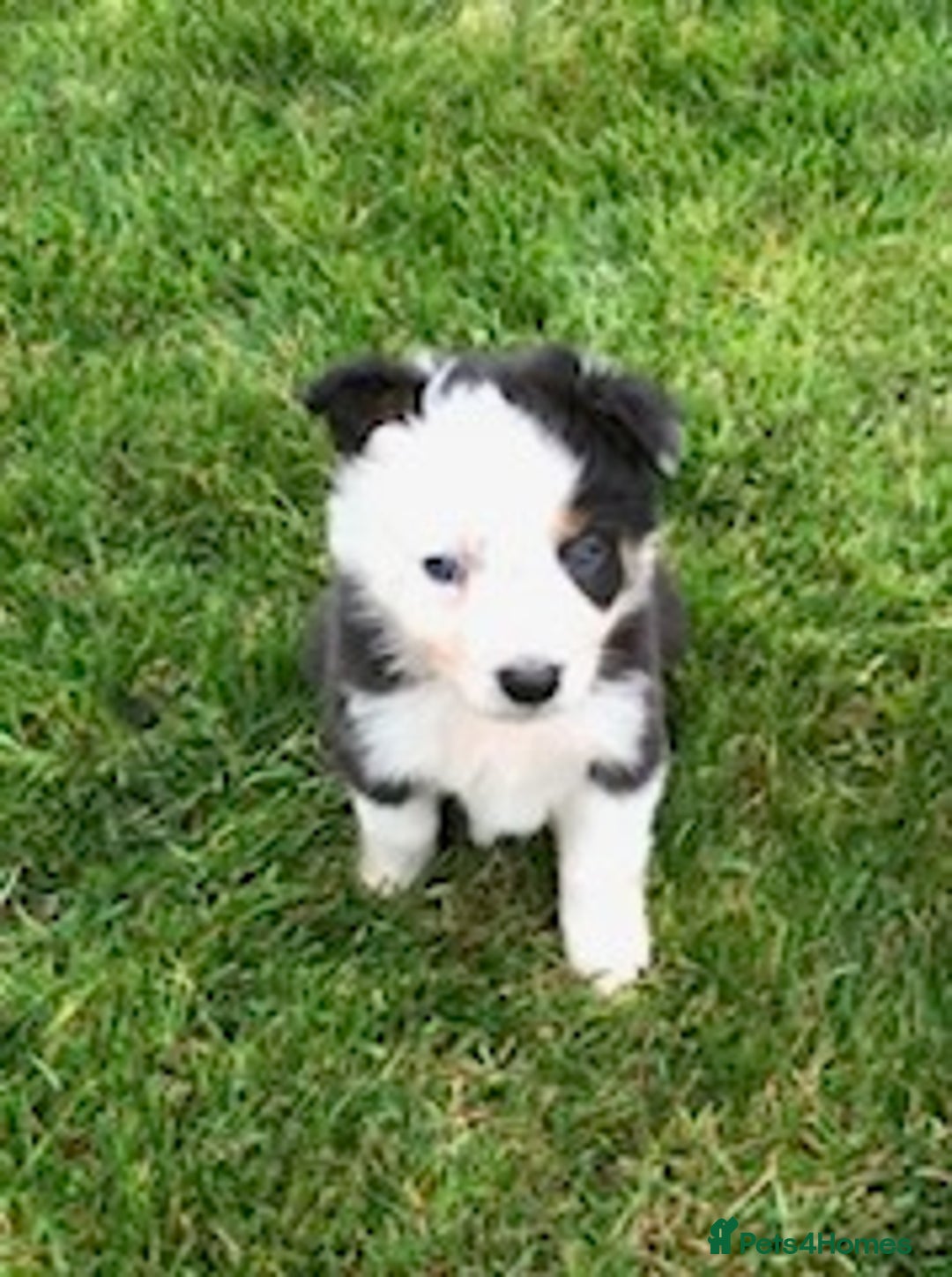 Border Collie dogs for sale: Adorable border collie pups - Image 1