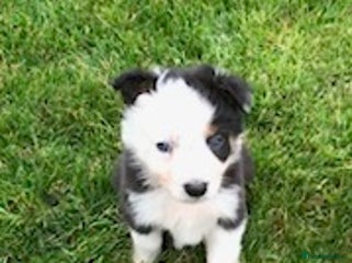 Border Collie dogs - Advert 30