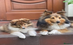Shetland Sheepdog dogs for sale: Two Male Shetland Sheepdog pups - Image 6