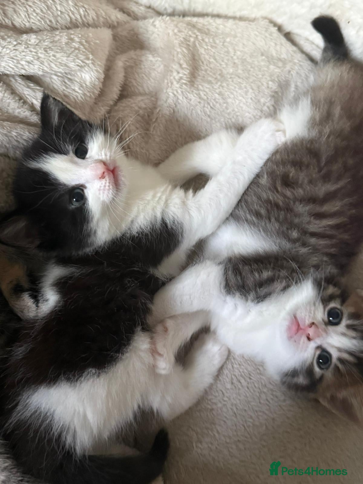 British Longhair cats 2 fluffy female kittens - Advert 3