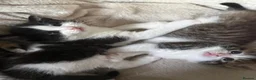 British Longhair cats for sale: 2 fluffy female kittens - Advert 1