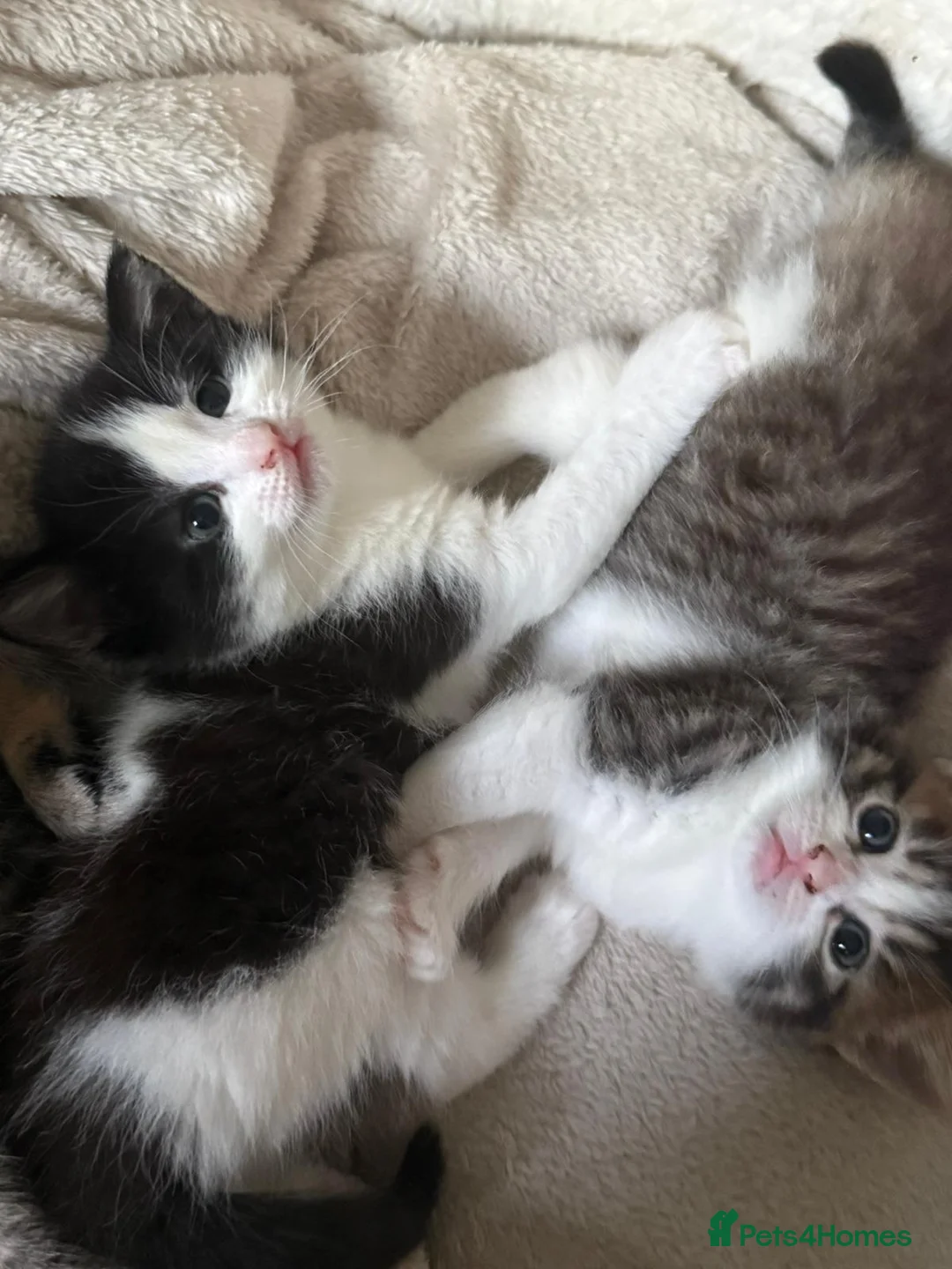 British Longhair cats for sale: 2 fluffy female kittens - Advert 1