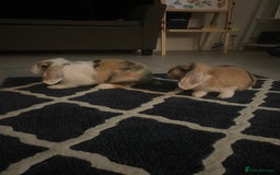 Mixed Breed rabbits for sale: 2 male rabbits for sale 11 weeks old  - Image 2