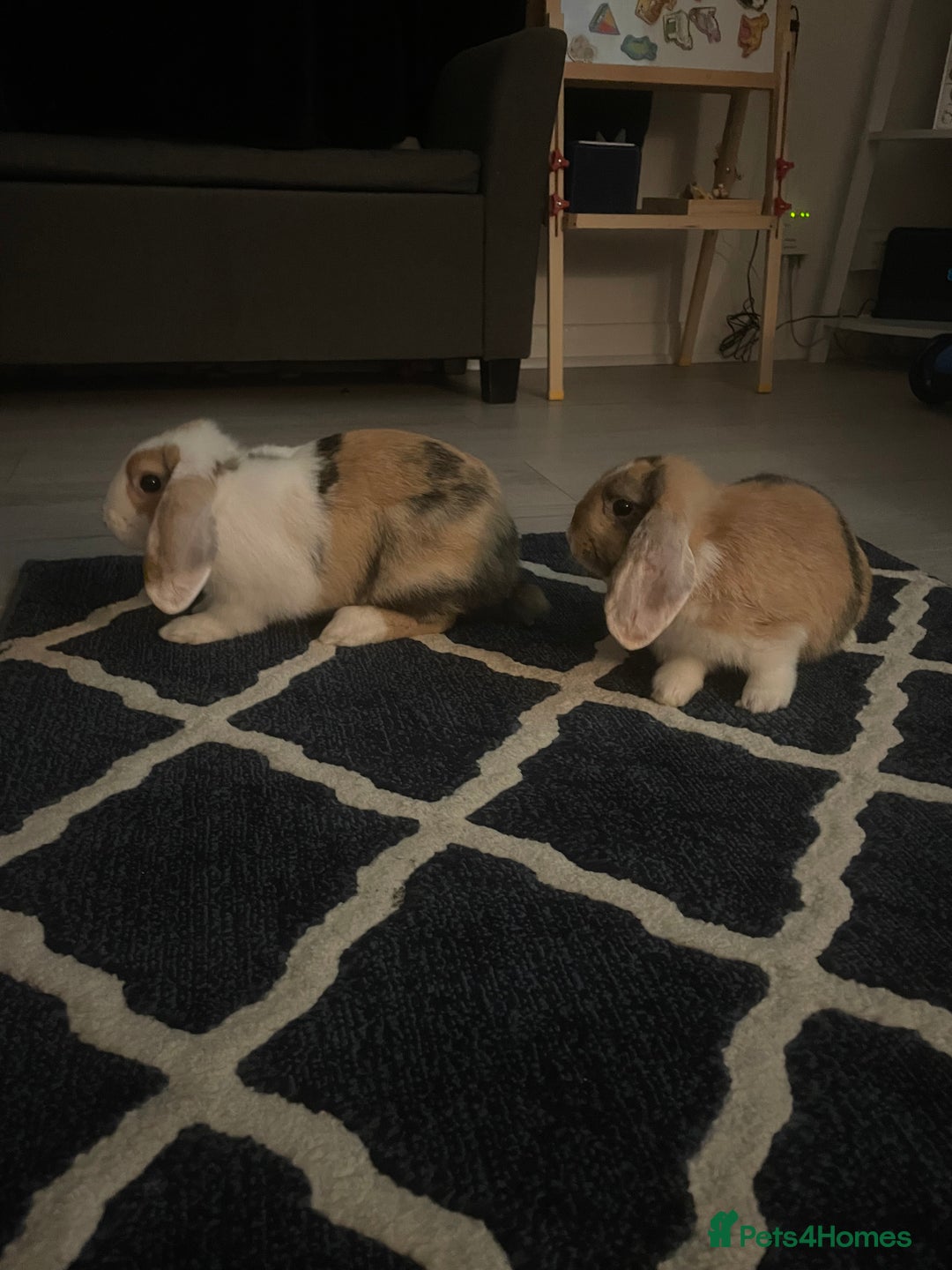Mixed Breed rabbits for sale: 2 male rabbits for sale 11 weeks old  - Image 2