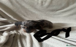 Miniature Dachshund dogs for sale: Miniature dachshund puppies 8 weeks old  - Image 3