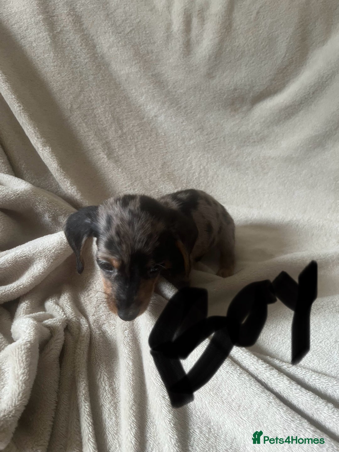 Miniature Dachshund dogs for sale: Miniature dachshund puppies 8 weeks old  - Image 3