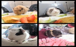 Guinea Pig rodents for sale: Four male guinea pigs for adoption  - Image 1