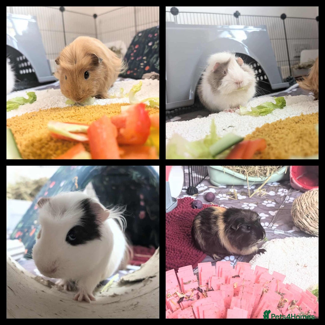 Guinea Pig rodents for sale: Four male guinea pigs for adoption  - Image 1