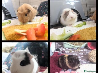 Guinea Pig rodents - Advert 19