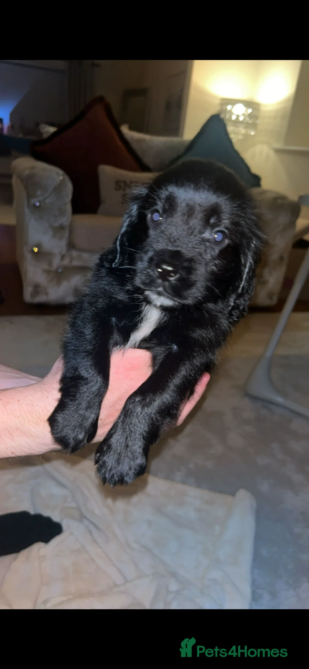 Cocker Spaniel dogs for sale: 2 cocker spaniel  - Advert 2