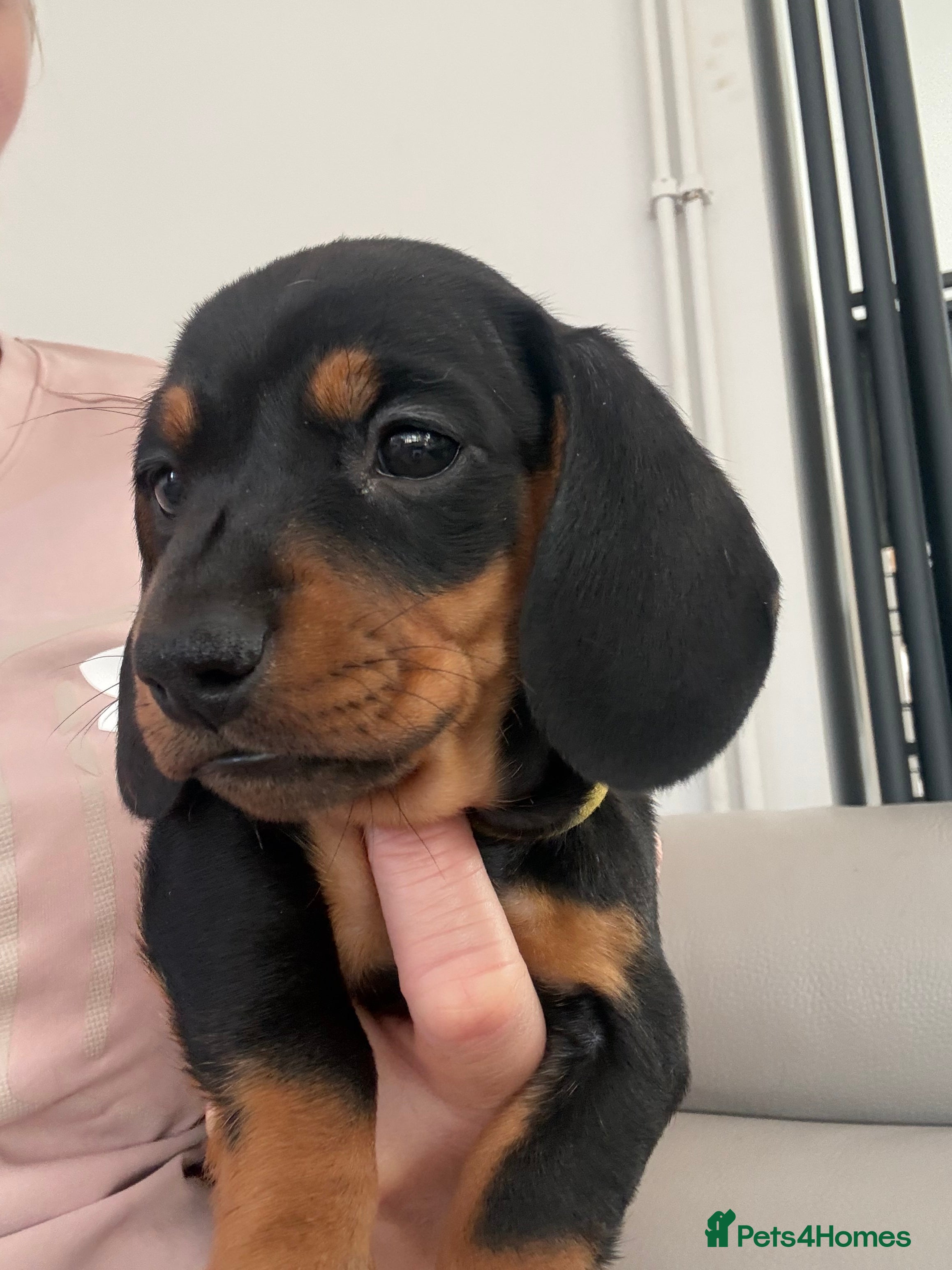 Miniature Dachshund dogs 1 girl left! Ready to go! KC Miniature Dachshunds - Advert 2