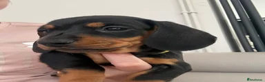 Miniature Dachshund Puppy 4