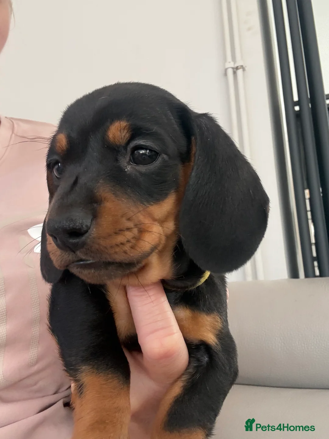 Miniature Dachshund dogs for sale: 1 girl left! Ready to go! KC Miniature Dachshunds - Advert 2