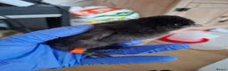 Chickens poultry for sale: Silkie and other breeds chicks in Crewe - Advert 5