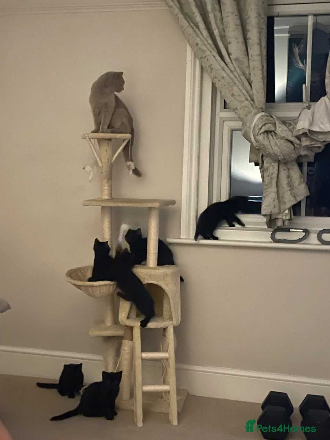 Mixed Breed cats for sale: Mixed black British shorthair kittens in Wareham - Advert 2