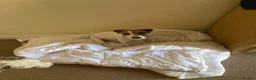 Parson Russell dogs for sale: Lovely parson pups  - Advert 1