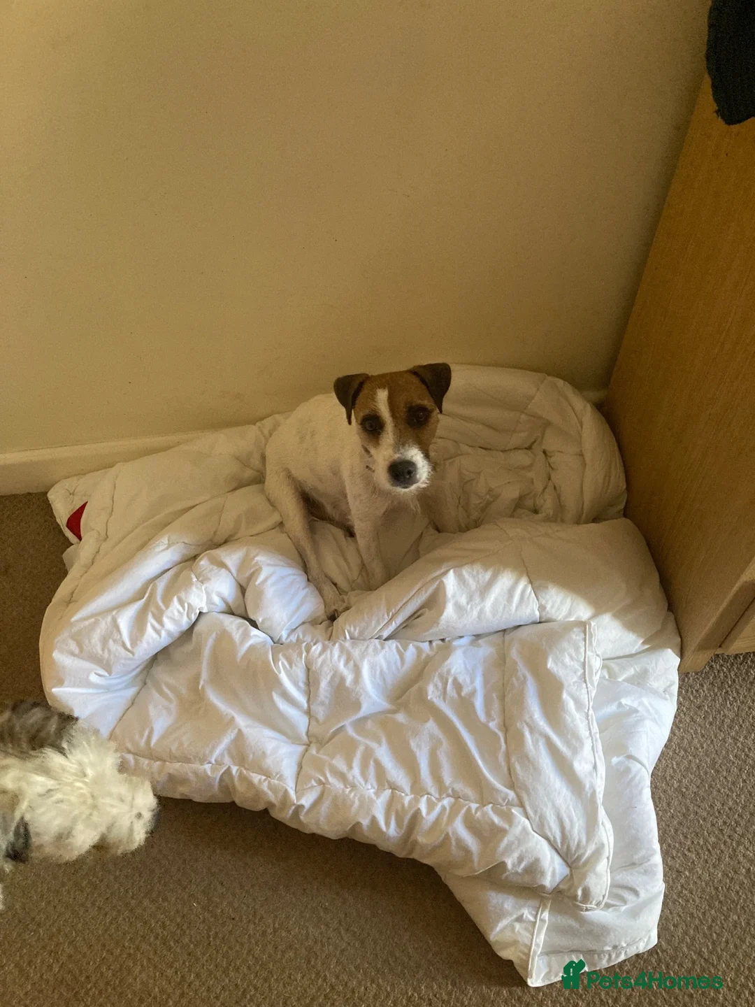 Parson Russell dogs for sale: Lovely parson pups  - Advert 1