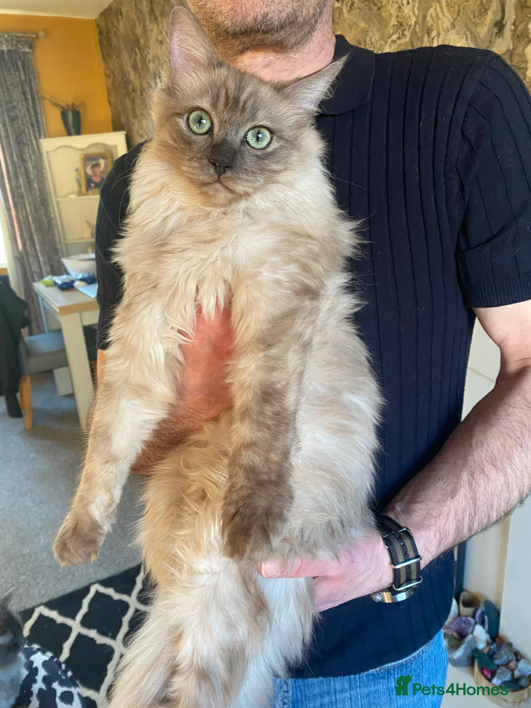 Ragdoll cats for sale: Very rare colour cherubim ragdoll in Jarrow - Advert 2