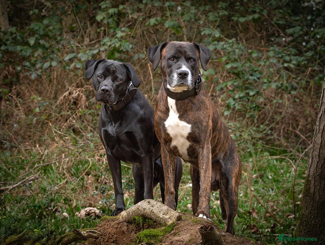 Mixed Breed dogs for sale: Male Labrador X puppy  - Image 7