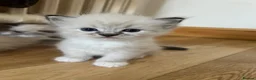 Ragdoll cats for sale: Stunning ragdoll kittens - Advert 23