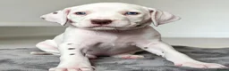 Dalmatian dogs for sale: Dalmation Puppies - Advert 6